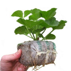 Utvidbar torvgryte - GrowBlock - 80 x 80 mm - 