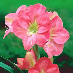 Hippeastrum Susan - ampul / yumru / kök