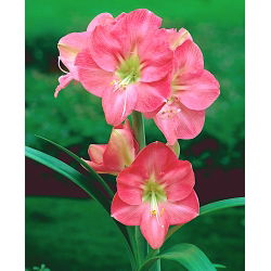 Hippeastrum Susan - ampul / yumru / kök