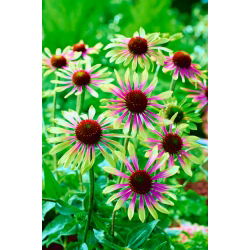 Ехінацея, Coneflower Green Envy - цибулина / бульба / корінь - Echinacea purpurea
