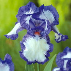 Iris germanica Blue and White - bebawang / umbi / akar