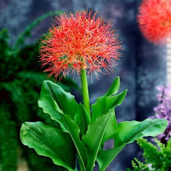 Haemanthus Multiflorus
