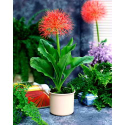 Haemanthus Multiflorus