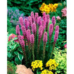 Liatris Spicata, Gayfeather - 10 ampul