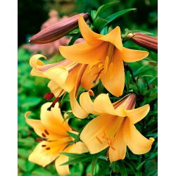 Liliom - African Queen - Lilium