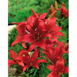 Lilium, Lily Asiatic Red - луковица / грудка / корен - Lilium