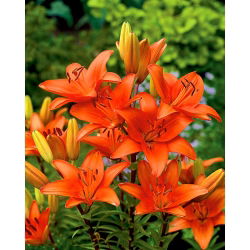 Лилиум, лилия азиатски портокал - луковица / грудка / корен - Lilium Asiatic White