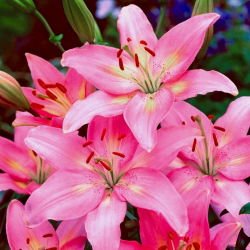 Lilium, Lily Asiatic Pink - луковица / грудка / корен - Lilium Asiatic White