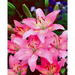 Lilium, Lily Asiatic Pink - луковица / грудка / корен - Lilium Asiatic White