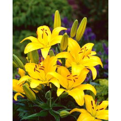 Lilium, Lily Asiatic Yellow - луковица / грудка / корен - Lilium Asiatic White