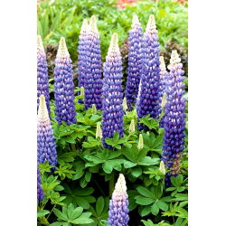 Lupinus, Lupin, Lupin Plavi - lukovica / gomolj / korijen - Lupinus hybridus