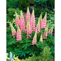 Lupinus, Lupin, Lupin Pink - lukovica / gomolj / korijen - Lupinus hybridus