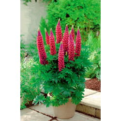 Lupinus, Lupin, Lupin Stranice - lukovica / gomolj / korijen - Lupinus polyphyllus