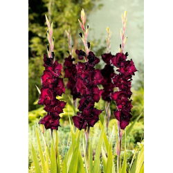 Gladiool Black Star - pakend 5 tk - Gladiolus Black Star