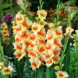 Gladiolus Bocelli - 5 bebawang