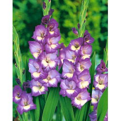 Glayöl Kral'ın Lynn - 5 adet - Gladiolus King's Lynn