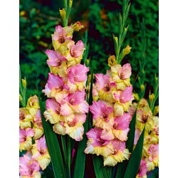 Gladiool Mon Amour - pakend 5 tk - Gladiolus Mon Amour