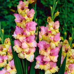 Gladiool Mon Amour - pakend 5 tk - Gladiolus Mon Amour