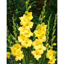 Gladiolus Nova Lux - 5 ampul