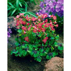 Oxalis deppei - paket med 25 stycken