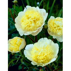Peonijas - Prima Vera - Paeonia lactiflora