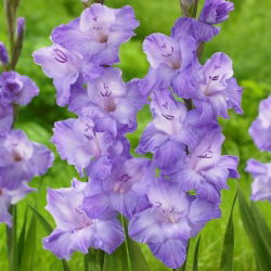 Gladiolus "Milka" - 5 pcs - 