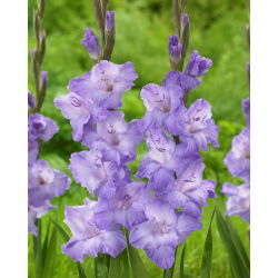Gladiolus "Milka" - 5 pcs - 