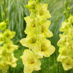 Gladiolus "Prima Verde" - 5 tk - 