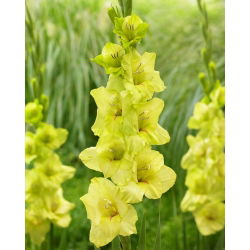 Gladiolus "Prima Verde" - 5 tk - 