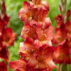 Gladiolus "Michelle" - 5 pcs - 