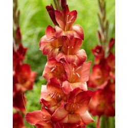 Gladiolus "Michelle" - 5 pcs - 