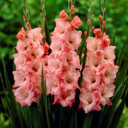Gladiolus "Ben Venuto" - 5 buah - 