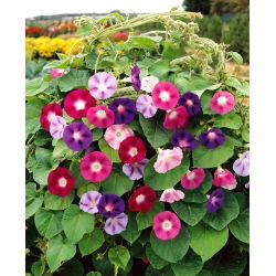 Ранкова слава змішаних насіння - Іпомея триколор - 84 насіння - Ipomoea tricolor