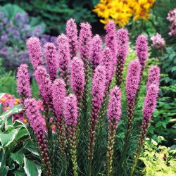 Gayfeather - Pink - Liatris spicata - Majestic Violet Spires - Fresh Seeds