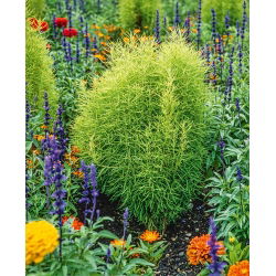 Benih Kochia - Kochia scoparia - Bassia scoparia