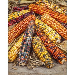 Ornamental corn - Perfect for Autumn Decorations and Arrangements - Fresh Seeds