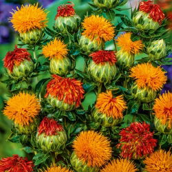 Saflor - farveblanding - Carthamus tinctorius - Ideel til afskårne blomster og tørrede arrangementer - Friske frø