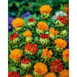 Saflor - farveblanding - Carthamus tinctorius - Ideel til afskårne blomster og tørrede arrangementer - Friske frø