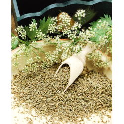 Anís verde - Pimpinella anisum - Perfecto para infusiones aromáticas - Semillas frescas