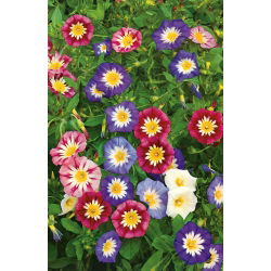 Семена червоного прапора Morning Glory - Convolvulus Tricolor - 200 насіння