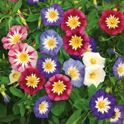 Семена червоного прапора Morning Glory - Convolvulus Tricolor - 200 насіння