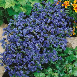 Hạt giống mùa hè Forget-Me-Not - Anchusa capensis - 250 hạt giống