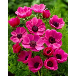 Anemone - Sylphide - 40 st - 