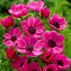 Anemone - Sylphide - 40 st - 