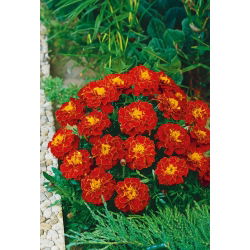 Marigold Aurora Red seed - Tagetes patula nana fl. pl. - 350 biji - Tagetes patula L.