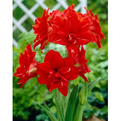 Hipeastrum Kırmızı Tavuskuşu - Amarylis - Kırmızı Tavuskuşu - ampul / yumru / kök - Hippeastrum