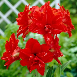 Hipeastrum Kırmızı Tavuskuşu - Amarylis - Kırmızı Tavuskuşu - ampul / yumru / kök - Hippeastrum