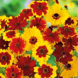 Dwarf Tickseed gemengde zaden - Coreopsis tinctoria - 2000 zaden