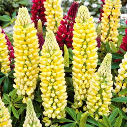 Hạt giống đèn chùm Lupin - Lupinus polyphyllus - 90 hạt