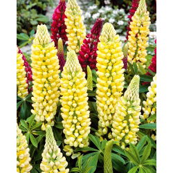 Hạt giống đèn chùm Lupin - Lupinus polyphyllus - 90 hạt